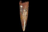 Juvenile Spinosaurus Tooth - Real Dinosaur Tooth #80104-1